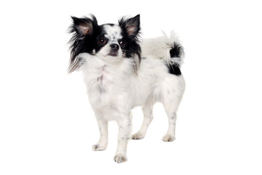 Chihuahua dog is standing. Isolated on a clean white background.