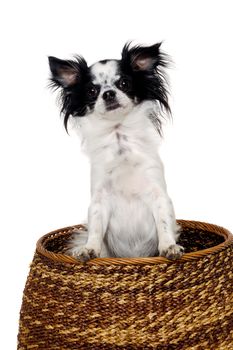 Chihuahua puppy dog in a basket. Isolated on a clean white background.