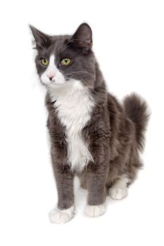 Gray cat sitting on a white background