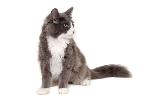 Gray cat sitting on a white background