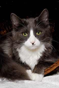 Gray and white cat