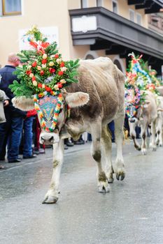 Cow festival with young calf in tyrol, austria