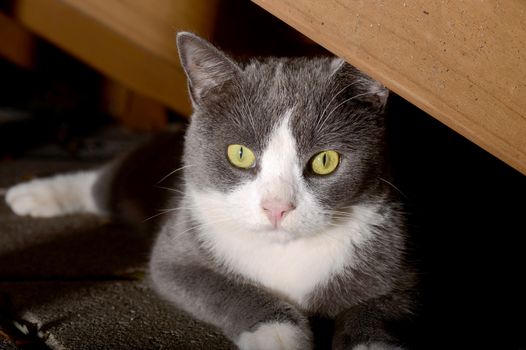 pretty gray and white cat with bright green eyes