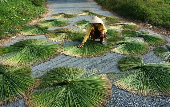 LONG AN, VIETNAM- NOVEMBER 11: People dry rush (sedge) on asphalt surface, she arrange into sector shape, this grass to make sleeping mat,Long An, Viet Nam,November 11, 2013