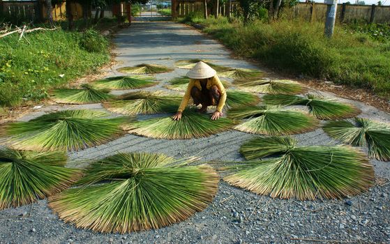 LONG AN, VIETNAM- NOVEMBER 11: People dry rush (sedge) on asphalt surface, she arrange into sector shape, this grass to make sleeping mat,Long An, Viet Nam,November 11, 2013