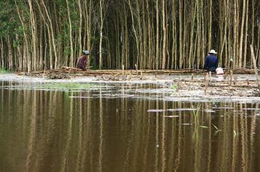 LONG AN, VIET NAM- NOVEMBER 11: People harvest indingo tree at flooled indigo forest by saw in Viet Nam on November 11, 2013