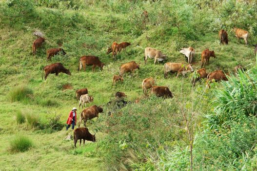 LAM DONG, VIET NAM- NOVEMBER 28: People herd a flock of oxen (cows)  and let them graze grass on large grassland at the hill in Lam Dong, Viet Nam on November 28, 2013