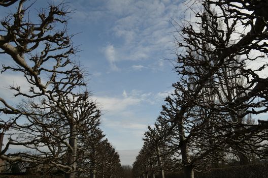 A garden path with pruned trees on either side.