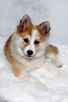 Norwegian lundhund dog is resting and is looking in the camara. Some people also call it a Norwegian Puffin Dog.