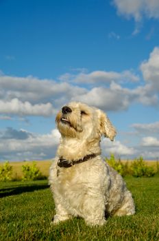 A Bichon Havanais puppy resting in the sun