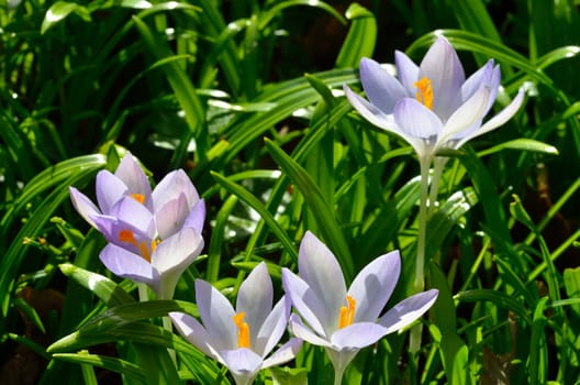 Group of purple crocuses