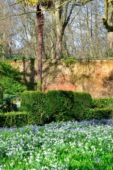 Early spring flowers in garden