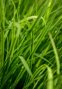 Abstract Background Texture Of Long Lush Grass