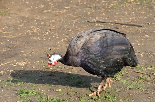 Guinea Fowl walking