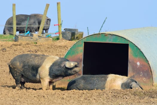 free range pigs