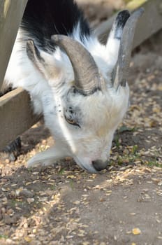 Pygmy goat head  feeding