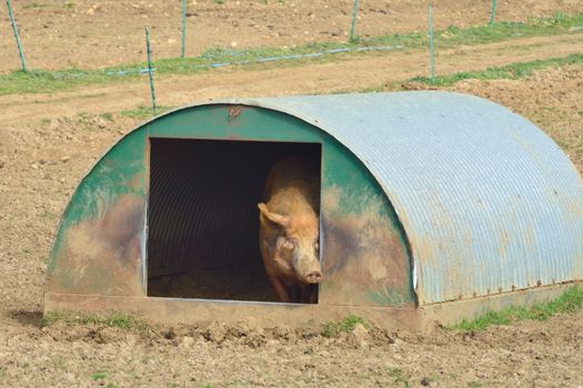 Pig in hut