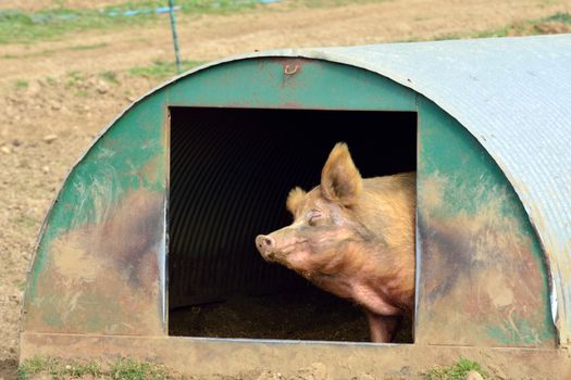 Free range pig scratching