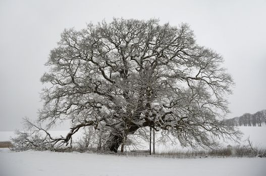 Tree on hill at winter. The ground is coverd with snow.