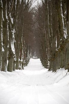 Pathway with trees on boath sides. Taken at winter time.
