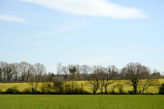 Verdant farm fields with new crops lined by bare trees in Kent, England
