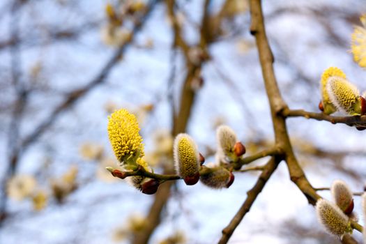 New yellow flowers of a catkin on a willow tree