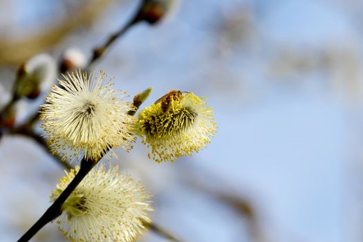 Closeup of bee collecting pollen from yellow catkin flowers