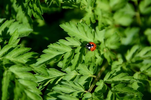 Closeup of a ladybug on the leaves of Queen Anne's Lace