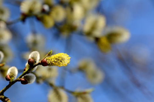 Closeup of willow tree aments (catkins) beginning to open