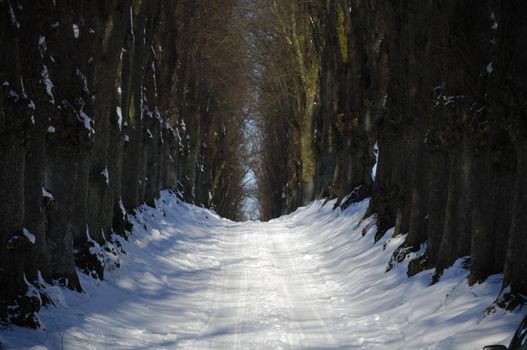 Pathway with trees on boath sides. Taken at winter time.