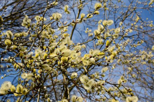 Willow tree branches teeming with catkins in spring