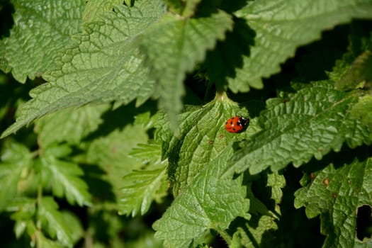 Seven-spot ladybug hidden in a patch of stinging nettles