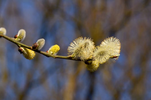 Closeup of a willow branch of opening catkins