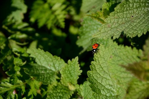 Seven spot ladybird walking along the edge of a stinging nettle leaf