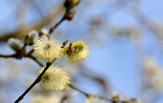 Bee collecting pollen from catkins on a willow tree