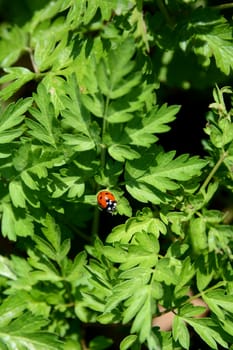 Ladybird sitting on the foliage of a cow parsley plant