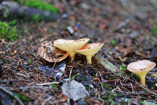 Brown mushrooms growing in the autumn forest