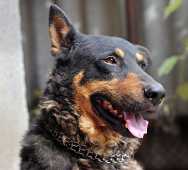 Portrait of mature dog sitting on the backyard
