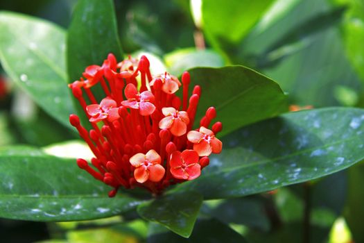 Exotic pink flower blooming on the branch of bush