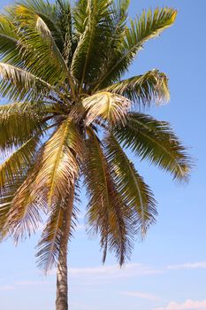 Beautiful green coconut palm tree swaying in the wind under a blue sunny Caribbean sky