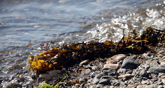 Chunk of seaweed splashing around in the waterfront on a sunny day