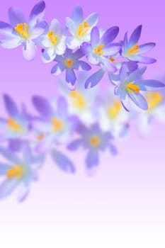 Iris spring flowering on blurred background with copy-space free place