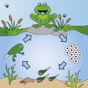 illustration of life cycle of frog