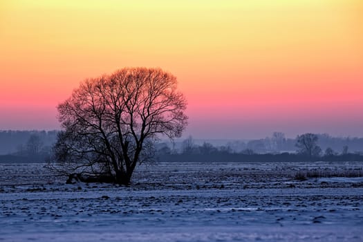Tree at sunset in winter, in a clearing.