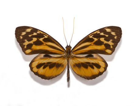 Tithorea harmonia gilberti  Male   K. Brown, 1977, butterfly collection