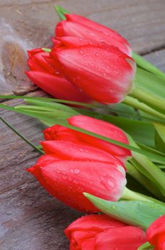 Beauty Spring Tulips with Green Grass and Water Drops closeup on Wooden background