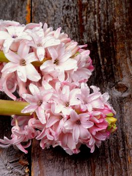 Two Heads of Beauty Pink Hyacinths Flowers with Water Droplets isolated on Rustic Wooden background