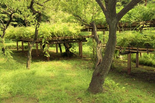 fresh green plants in famous Korakuen zen garden in Tokyo by summer 