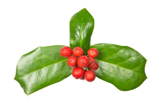 Holly Christmas decoration with Clipping path on white background