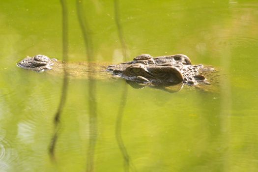 Crocodile head in water